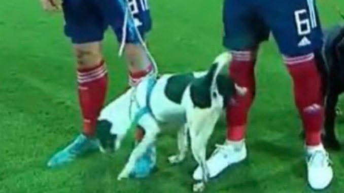 Perros