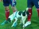 Perros