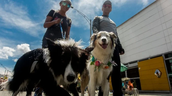 Planes para este domingo, 30 de julio, de la Feria de las Flores