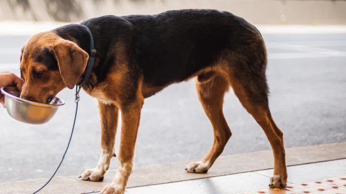 Golpes de calor animales