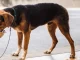 Golpes de calor animales