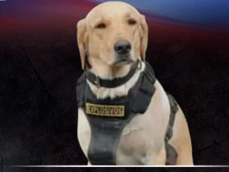 Perro antiexplosivos
