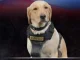 Perro antiexplosivos