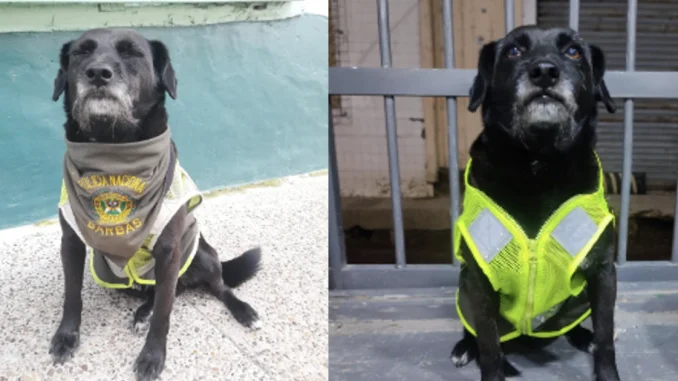 Barbas se ganó el cariño de todo el pueblo, y es considerado el único perro policía de ese municipio.