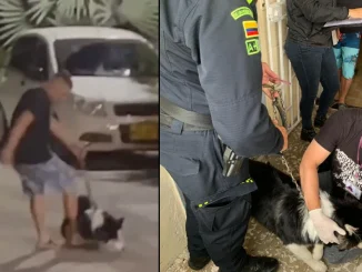 El ataque al perro fue captado en video por uno de sus vecinos. Las autoridades llegaron hasta la casa del presunto atacante para llevarse al canino.