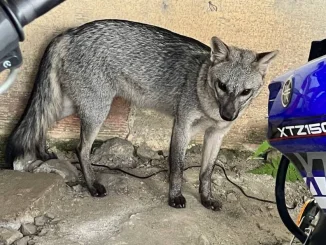 Los zorros perros han sido vistos en sectores como el Centro y Belén.