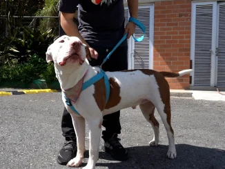 El censo estará disponible de manera gratuita para todos los dueños de mascotas, principalmente de razas de manejo especial