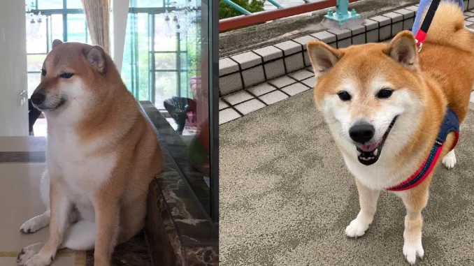 El perro, llamado Balltze, se convirtió en Cheems después de que una foto suya se volviera viral.