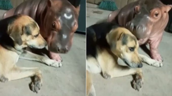 hipopótamo y perro