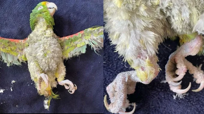 La lora fue entregada por su dueña en la estación de paso del Jardín Botánico de Medellín, después de pasar varios años enjaulada.