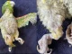 La lora fue entregada por su dueña en la estación de paso del Jardín Botánico de Medellín, después de pasar varios años enjaulada.