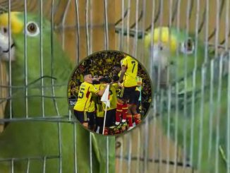 Loro Texano