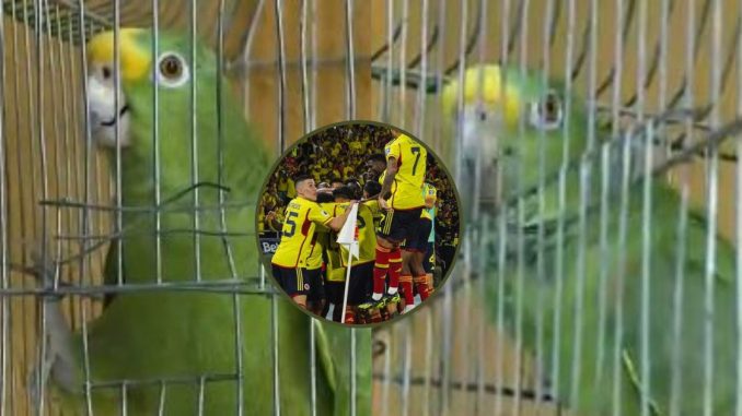 Loro Texano