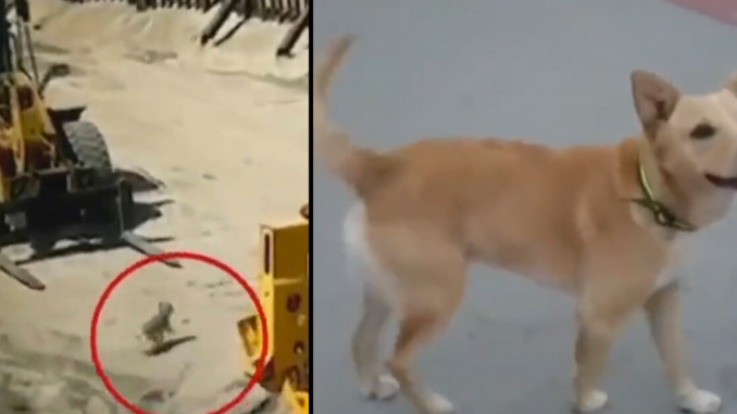 Perro en Estados Unidos