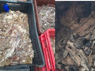 En total fueron 1.560 kilos de carne descompuesta incautada en Campo Valdés.