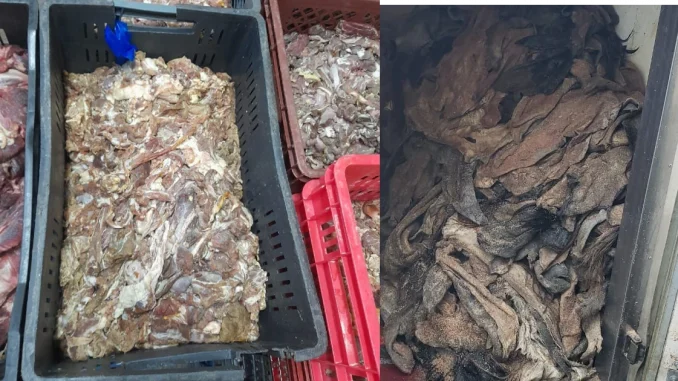 En total fueron 1.560 kilos de carne descompuesta incautada en Campo Valdés.