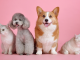 mascotas