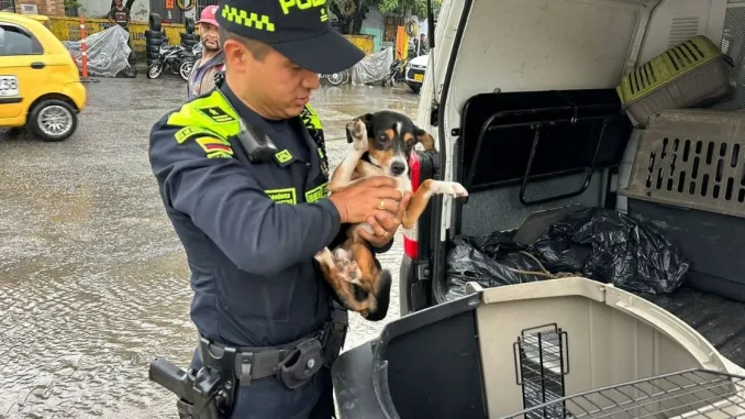 Perrito-rescatado-por-maltrato-en-El-Popular-