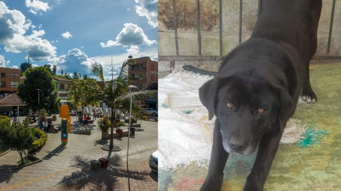 Perro